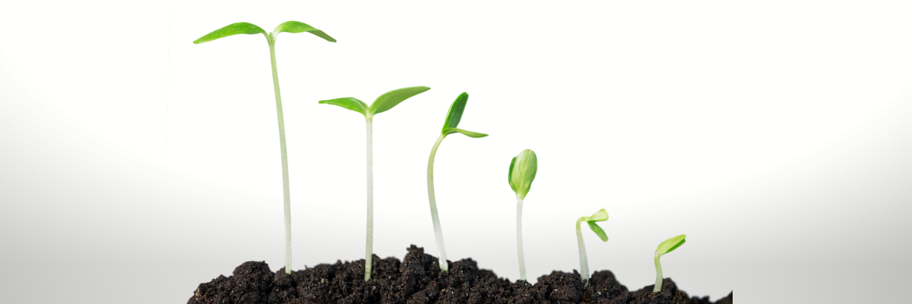 a seedling growing through 6 stages out of soil from right to left as a symbol of growing your people with online training